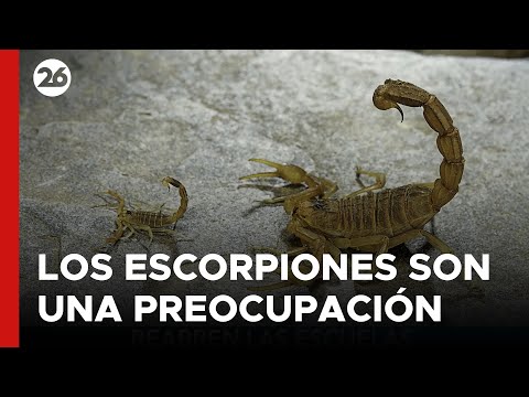 BRASIL | Aumentan los ataques de escorpiones en San Pablo