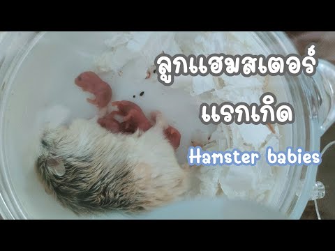 Hamsterbabiesลูกแฮมสเตอร์แรก