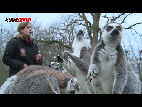 La magie du zoo de Thoiry : une expérience incontournable