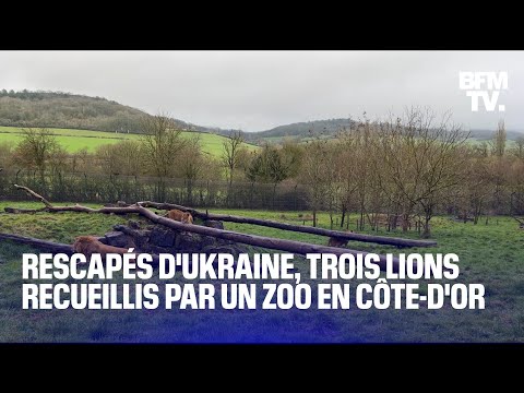 Rescapés d'Ukraine, trois lions font leur toute première sortie dans un zoo en Côte-d'Or