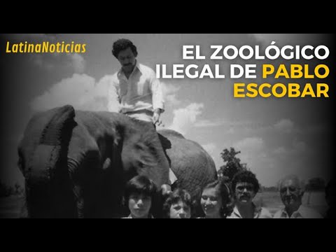 PABLO ESCOBAR tenía CUATRO HIPOPÓTAMOS, ahora son 130 - El zoológico il3gal del narc0traficant3