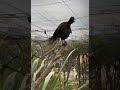Launch Mini Player