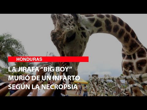 La jirafa “Big Boy” murió de un infarto según la necropsia