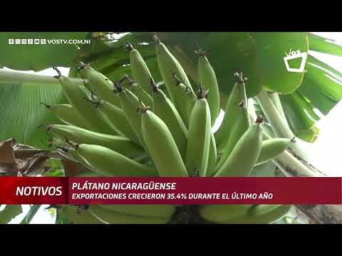 Exportación de plátano registró un crecimiento de 35.4% durante el último año