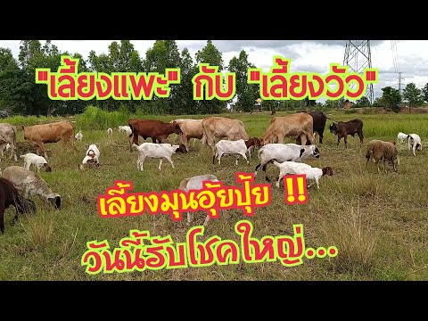 เลี้ยงแพะ-เลี้ยงวัว-มุนอุ้ยปุ้ เลี้ยงแพะ-เลี้ยงวัว-มุนอุ้ยปุ้