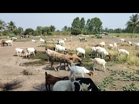 คนอุดรพลัดถิ่นกำลังถ่ายทอดสด