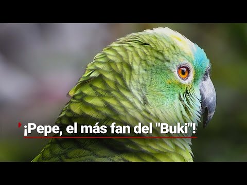¿Cuántos fans del Buki se identifican? ¡Pepe sabe que el que es perico, donde quiera es verde!