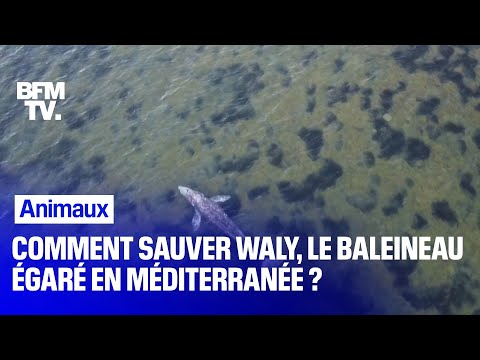 Comment sauver Waly, le baleineau égaré en Méditerranée 
