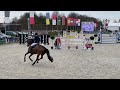 Show jumping horse 9 jarig springpaard te koop (niveau 130)
