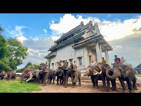 ช้าง32เชือกอยู่กันยังไงที่วั