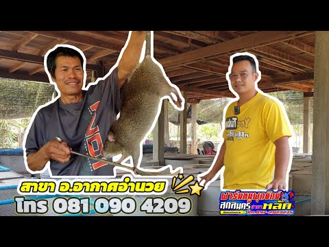 อยากดูของดีต้องมาดู-ฟาร์มหนูพุ อยากดูของดีต้องมาดู-ฟาร์มหนูพุ