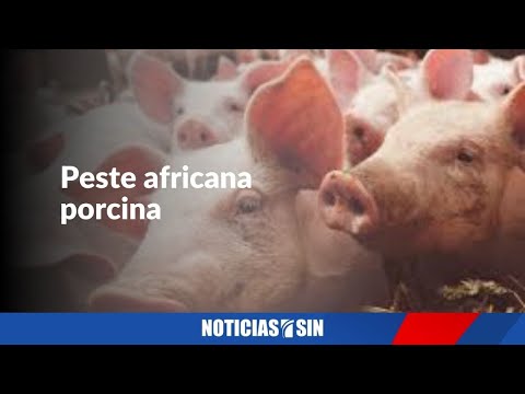 Peste porcina circula en 11 provincias