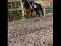 Dressurpony Talentvolle 13 jarige Z2 E-pony!