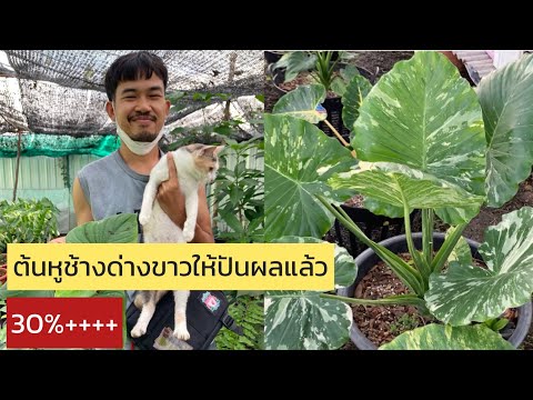 ต้นหูช้างด่างขาวให้ปันผลแล้ว3