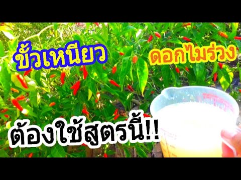 สูตรบำรุง(พริกไม้ผลและต้นไม้