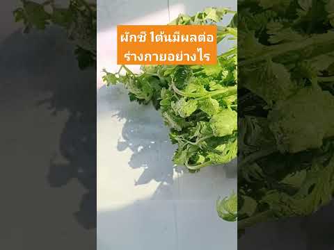 ผักชี1ต้นมีผลต่อร่างกายอย่าง