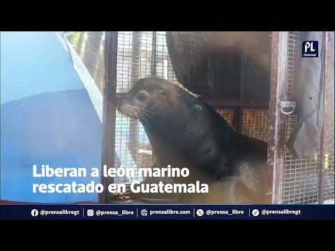 Liberan a león marino rescatado en las playas de Chaperico, Guatemala