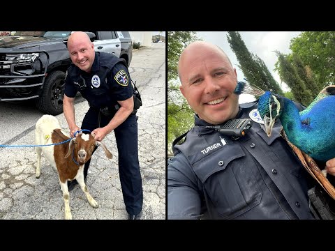 Officer Uses French Fries to Catch Goat
