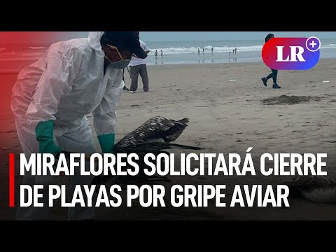 Gripe aviar en Perú: Alcalde de Miraflores solicitará al Minsa cierre temporal de playas | #LR