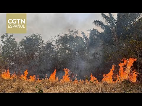 Amazonia brasileña en llamas: incendios alcanzan récord en el estado de Roraima