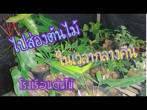 ไปส่องต้นไม้ในเวลากลางคืน ไปส่องต้นไม้ในเวลากลางคืน