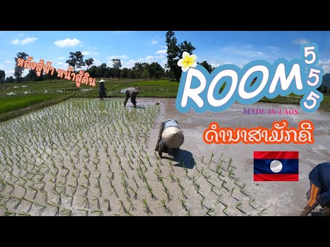 VLOG34.ดำนาหลังสู้ฟ้าหน้าสู้ดิ VLOG34.ดำนาหลังสู้ฟ้าหน้าสู้ดิ
