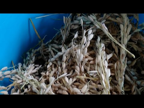 I Love Tobago - Tobago’s First And Only Rice Farmer/Processor Felix Hyndman