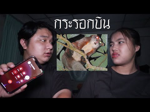 พวกเราซื้อ-กระรอกบิน-มาจาก-Dar พวกเราซื้อ-กระรอกบิน-มาจาก-Dar