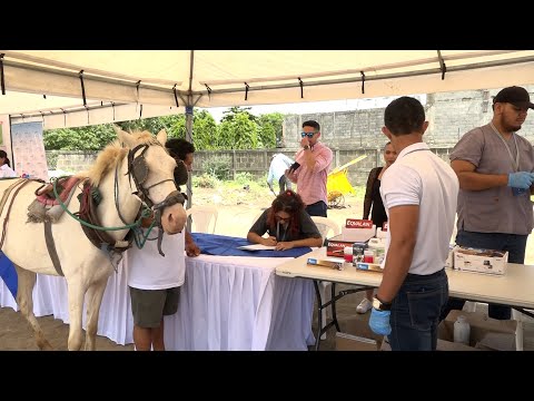 Alcaldía de Managua realiza jornada veterinaria para equinos