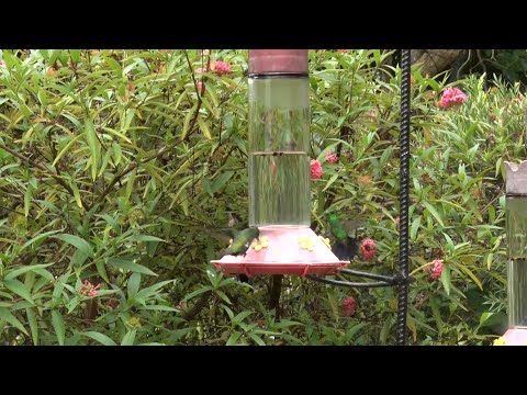 Feel Good Moment - Hummingbirds At Yerettê