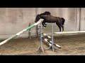 Springpferd Amazing 3 year old mare for TOP sport or TOP breeding
