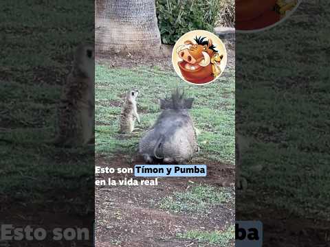 Timón y Pumba en la vida real @KrystianVazquez