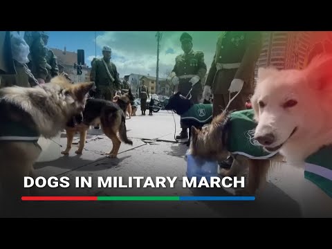 Dogs march alongside soldiers in Chile’s military parade | ABS-CBN News