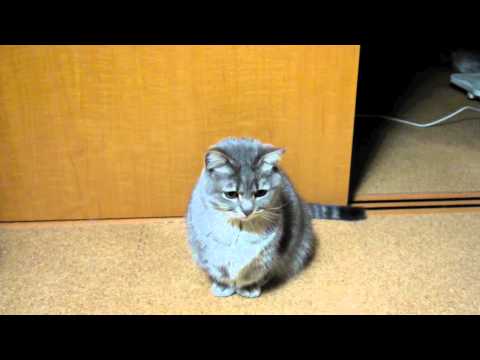 Video: Ir paskutinį kąsnį  - Tokiam kačiukui atiduočiau 