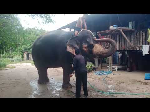 พังแม่มะลิษา 🙏🙏🐘🐘วันนี้มะลิดีใจที่ควาญโอ่งอาบน้ำไห้❤️❤️🥰