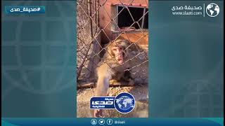 زعل القرد عليه