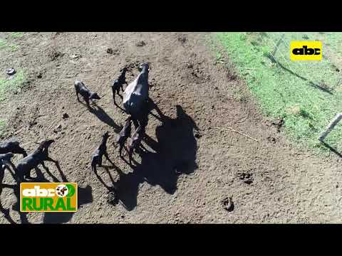 ABC Rural: Alimentación de las búfalas lecheras