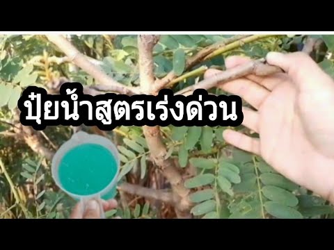 ปุ๋ยสูตรเร่งด่วนช่วยเร่งต้นใบ