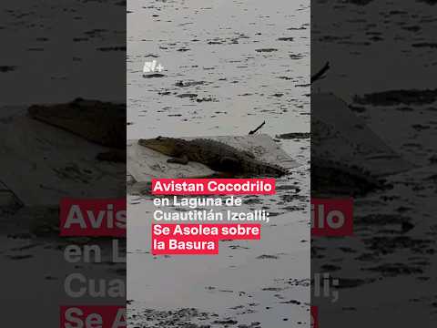 Avistan cocodrilo en laguna de Cuautitlán-Izcalli - N+ #Shorts