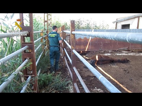 Investiga al titular de una granja en Murcia por maltrato animal