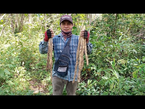 เข้าป่าขุดมันนกครั้งแรกของ-บ่า เข้าป่าขุดมันนกครั้งแรกของ-บ่า