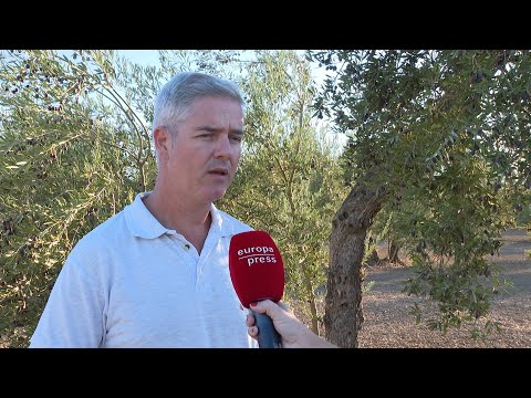 El campo andaluz a la desespera ante una sequía que afecta a la producción de aceite de oliva