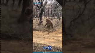 مضاربة النمر