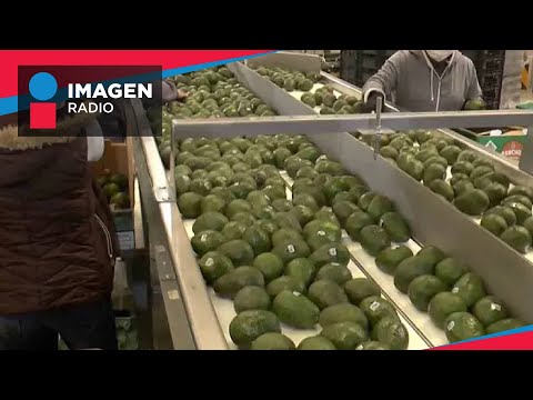 Se reanudan exportaciones de aguacate michoacano a EU