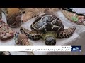 رحلة البقاء ..  معرض بيئي في عدن لحماية السلاحف البحرية من الانقراض