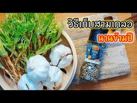 วิธีเก็บสามเกลอไว้ได้นานข้ามปี วิธีเก็บสามเกลอไว้ได้นานข้ามปี