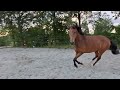 Dressurpferd Talentvolle 4 jarige Incognito x Kansas C merrie