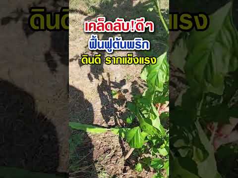 สูตรเด็ด!ฟื้นฟูต้นพริกดินดี