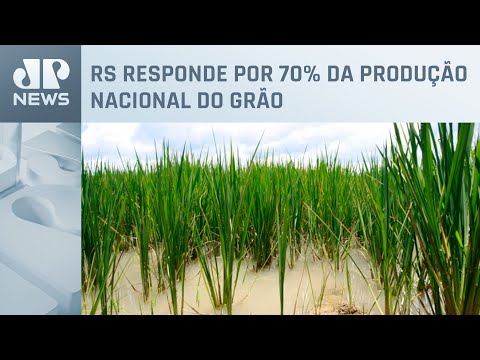 Danos no Rio Grande do Sul podem gerar perdas de até 11% na produção de arroz