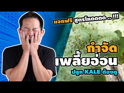 ปลูกผักเคลสูตรกำจัดเพลี้ยอ่อน